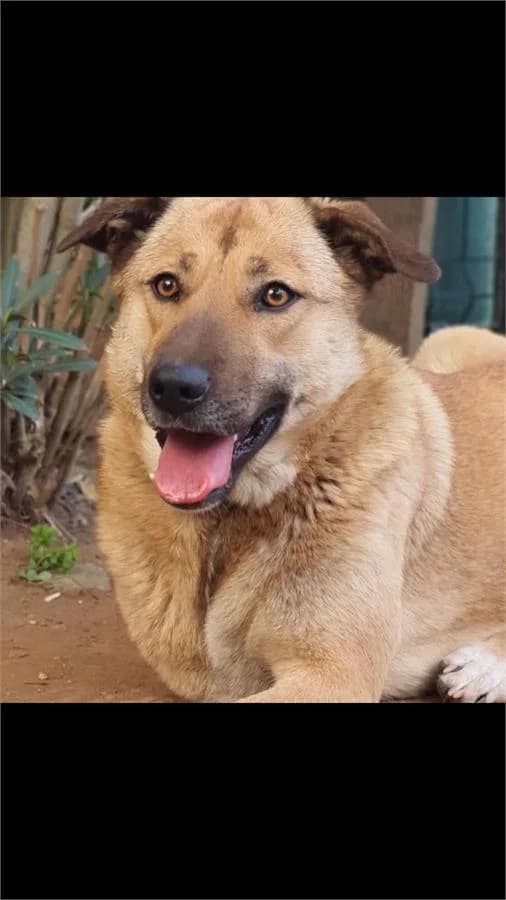 Beste, Mixed Breed (Yedikule Hayvan Barinagi)