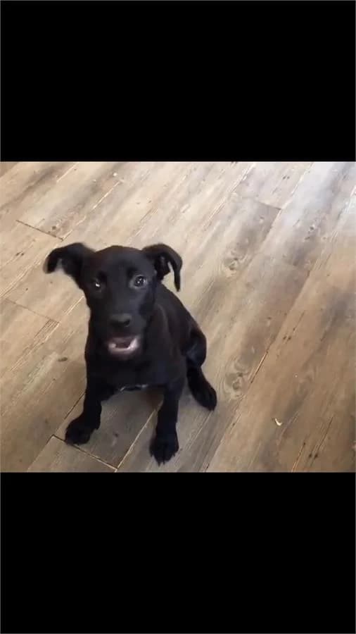 Zeytin, Mixed Breed (Yedikule Hayvan Barinagi)