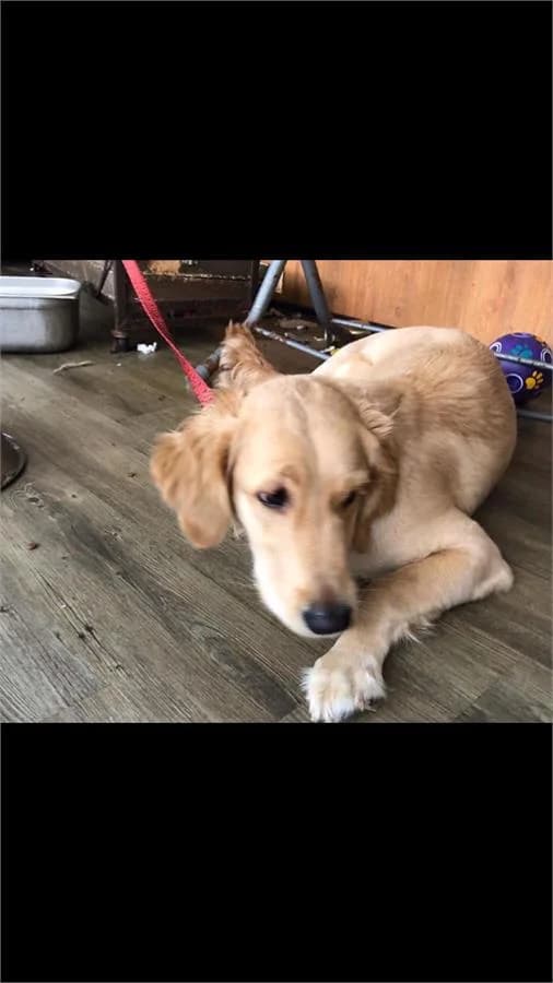 Daisy, Mixed Breed (Yedikule Hayvan Barinagi)