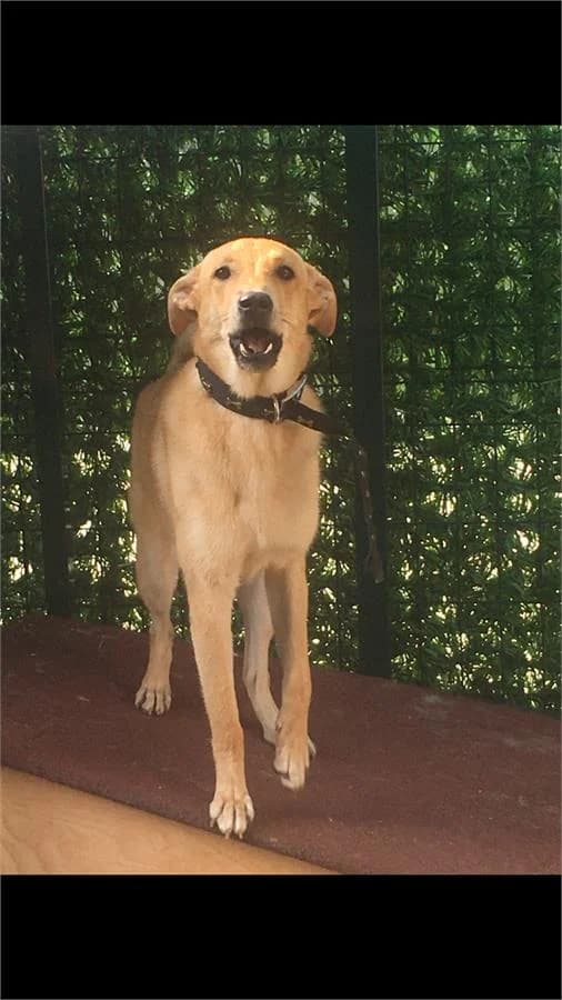 Mutlu, Mixed Breed (Yedikule Hayvan Barinagi)