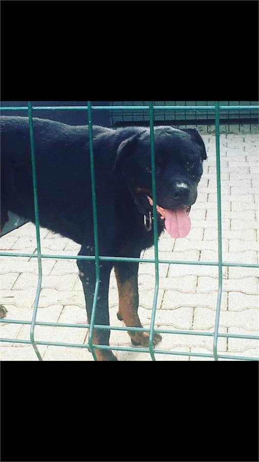 Paytak, Mixed Breed (Yedikule Hayvan Barinagi)