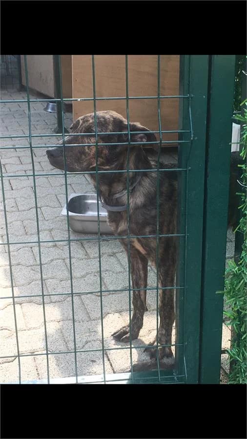Latte, Mixed Breed (Yedikule Hayvan Barinagi)