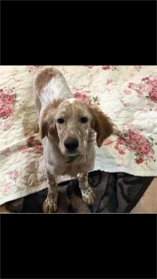 Petek Kız, Mixed Breed (Yedikule Hayvan Barinagi)