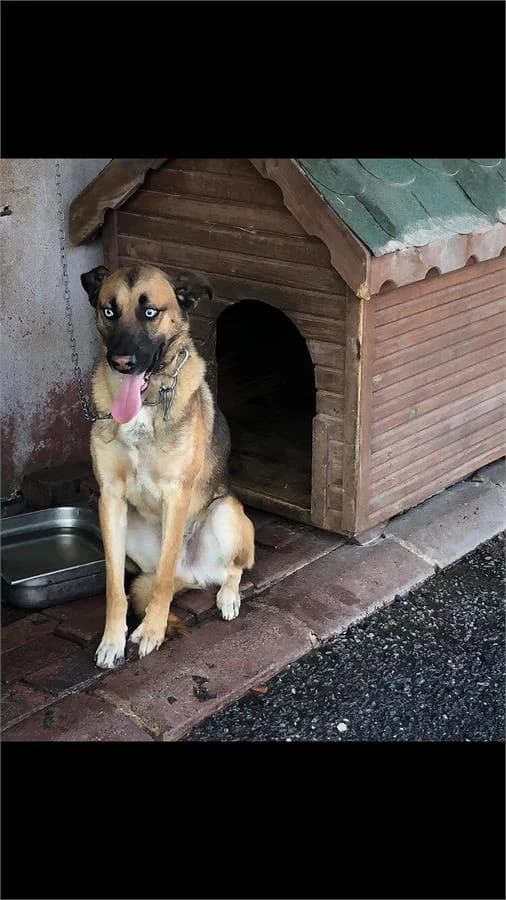 Raki, Mixed Breed (Yedikule Hayvan Barinagi)