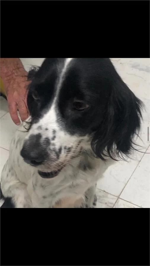 Rose Kız, Mixed Breed (Yedikule Hayvan Barinagi)