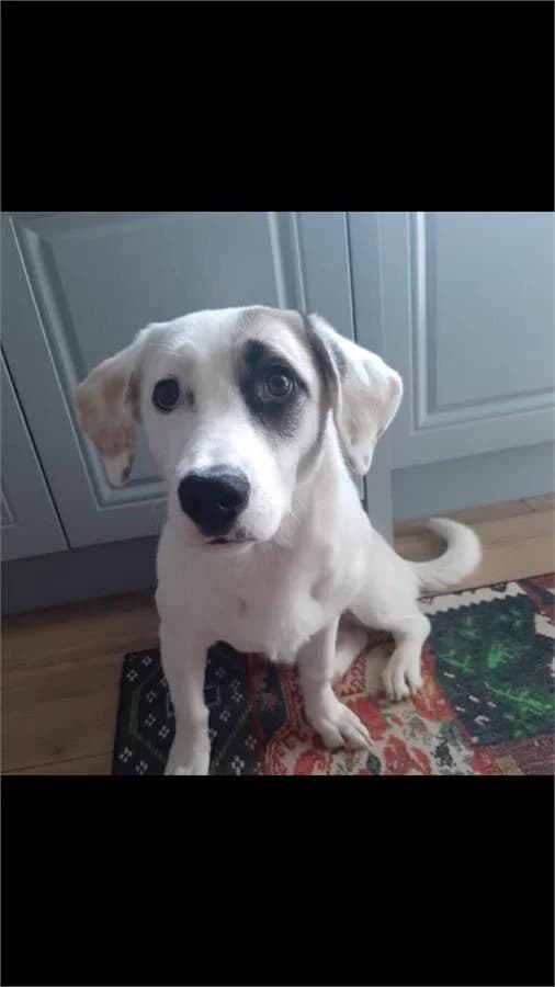 Şiva, Mixed Breed (Yedikule Hayvan Barinagi)