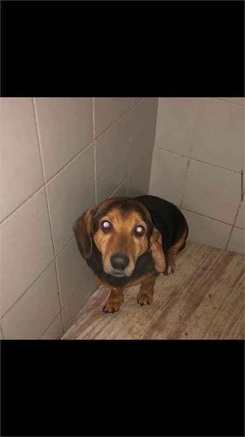 Sosis, Mixed Breed (Yedikule Hayvan Barinagi)