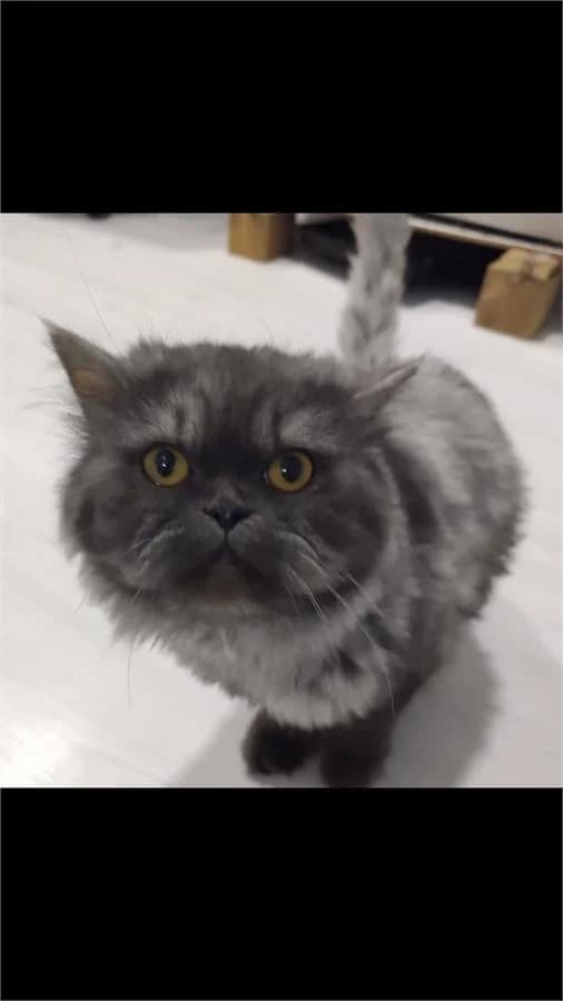 Boncuk, Mixed Breed (Yedikule Hayvan Barinagi)
