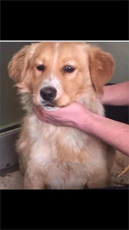 Pepe, Mixed Breed (Yedikule Hayvan Barinagi)