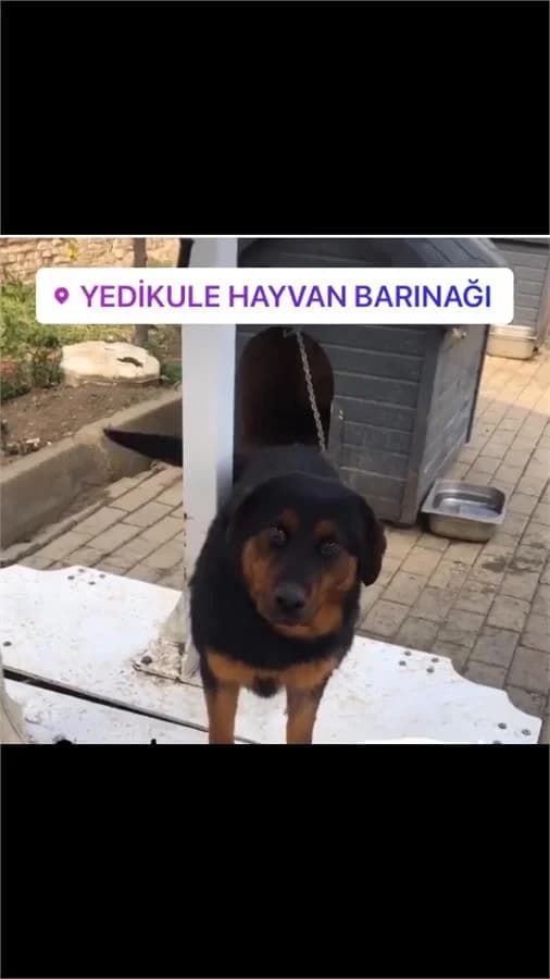 Buse, Mixed Breed (Yedikule Hayvan Barinagi)