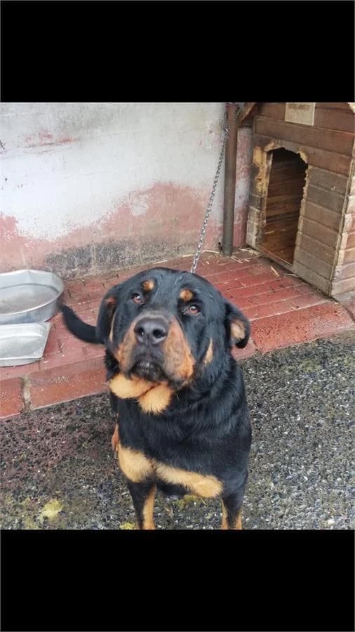 Mısır Kız, Mixed Breed (Yedikule Hayvan Barinagi)