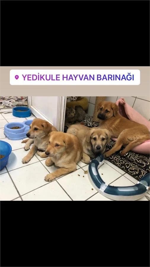 Kardeşler, Mixed Breed (Yedikule Hayvan Barinagi)