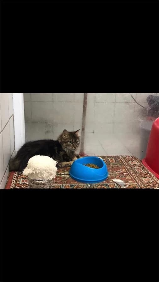 Engelsiz Çocuk, Mixed Breed (Yedikule Hayvan Barinagi)