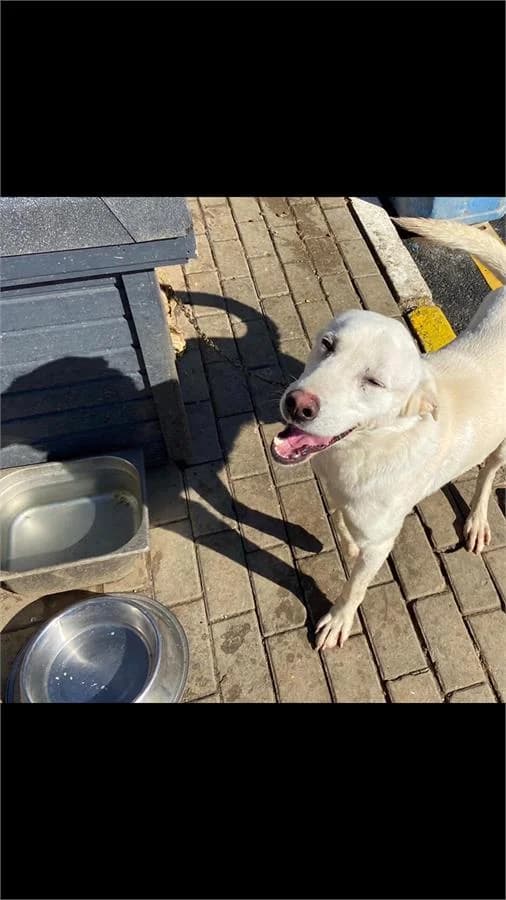 Peter, Mixed Breed (Yedikule Hayvan Barinagi)