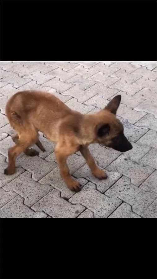 Niko, Mixed Breed (Yedikule Hayvan Barinagi)