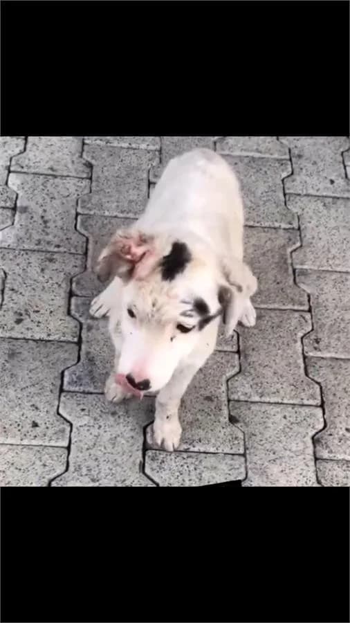 Dino, Mixed Breed (Yedikule Hayvan Barinagi)