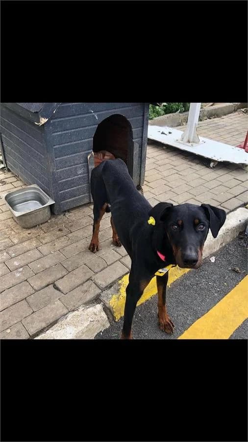 Dark, Mixed Breed (Yedikule Hayvan Barinagi)