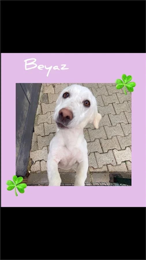 Beyaz, Mixed Breed (Yedikule Hayvan Barinagi)