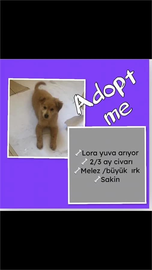 Lora Bebek, Mixed Breed (Yedikule Hayvan Barinagi)