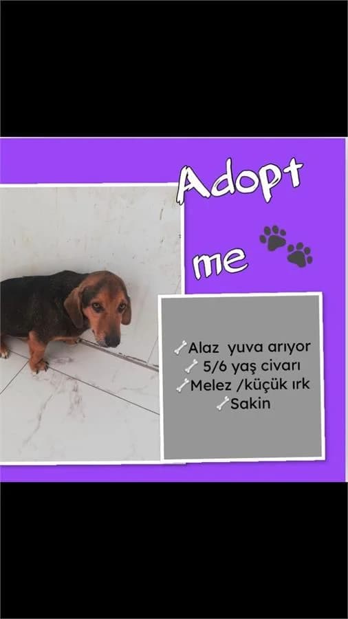 Alaz,  Mixed Breed for adoption at Yedikule Hayvan Barinagi, Istanbul