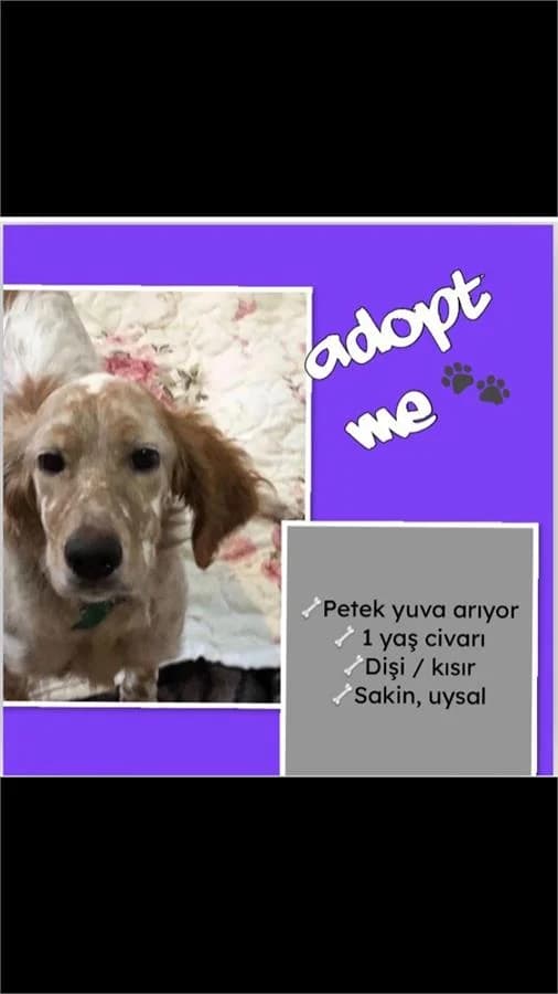Petek Kız,  Mixed Breed for adoption at Yedikule Hayvan Barinagi, Istanbul