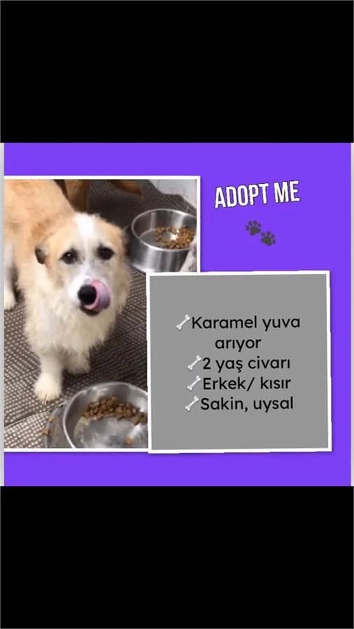 Karamel, Mixed Breed (Yedikule Hayvan Barinagi)