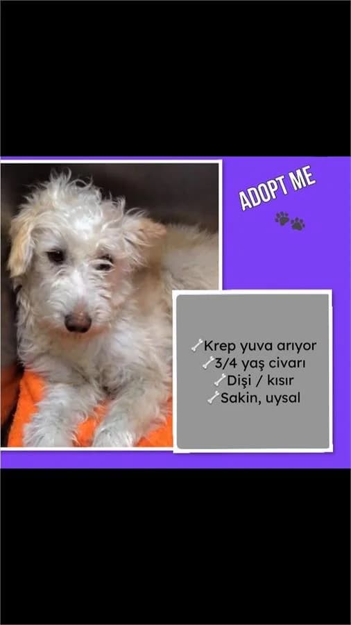 Krep, Mixed Breed (Yedikule Hayvan Barinagi)