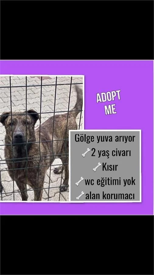 Gölge, Mixed Breed (Yedikule Hayvan Barinagi)