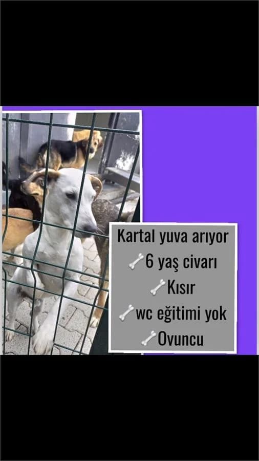 Kartal, Mixed Breed (Yedikule Hayvan Barinagi)