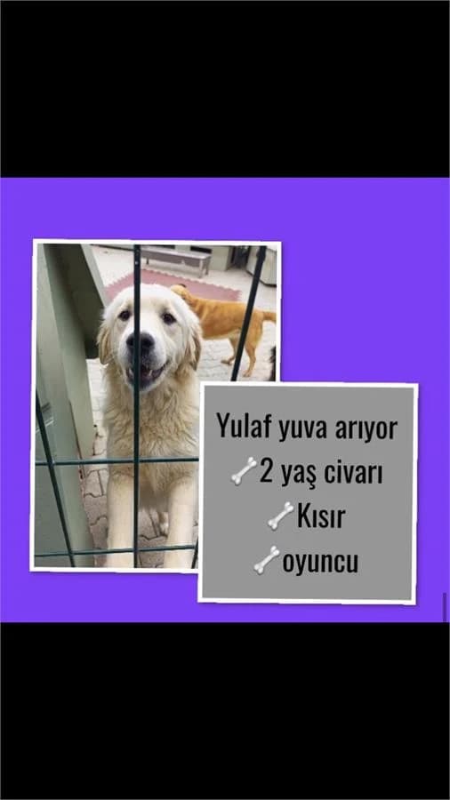 Yulaf, Mixed Breed (Yedikule Hayvan Barinagi)