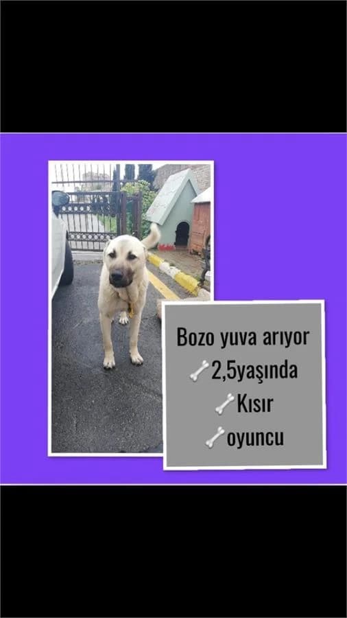 Bozo, Mixed Breed (Yedikule Hayvan Barinagi)