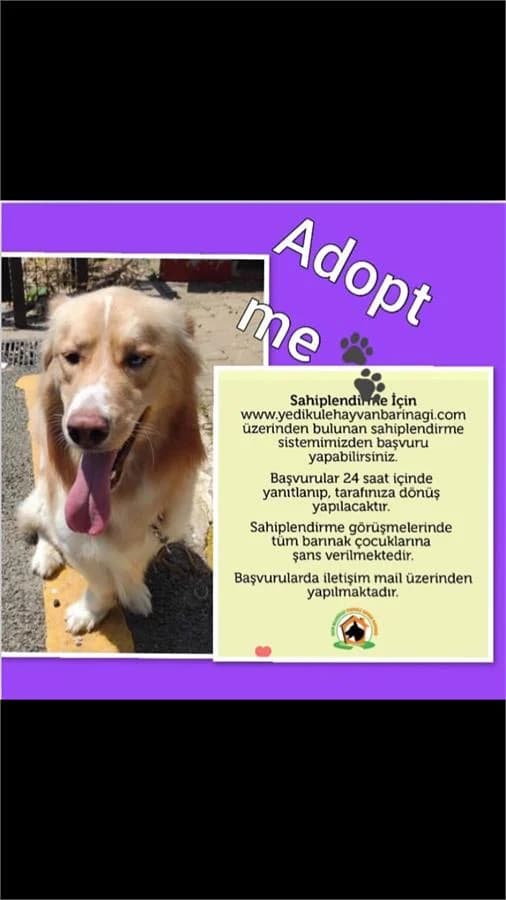 Hodor, Mixed Breed (Yedikule Hayvan Barinagi)