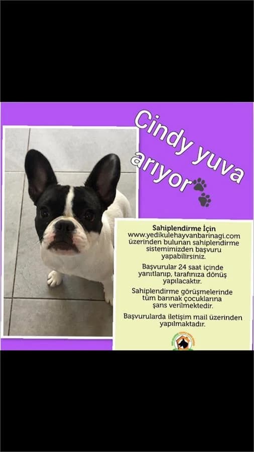 Cindy, Mixed Breed (Yedikule Hayvan Barinagi)