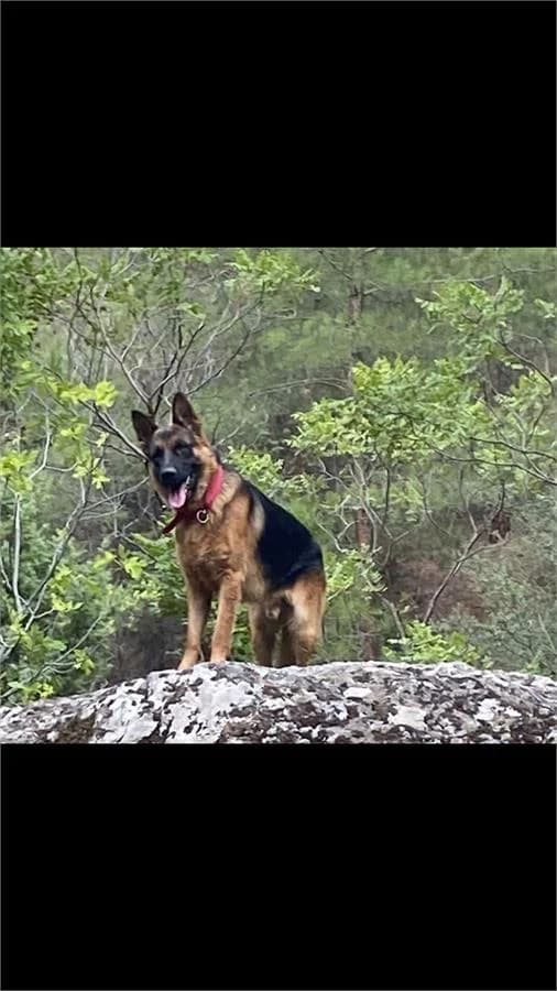 Zeus, Mixed Breed (Yedikule Hayvan Barinagi)