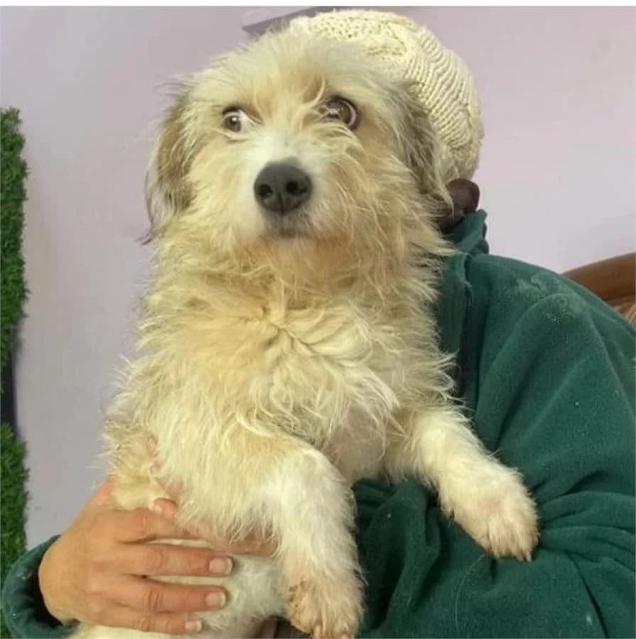 Fındık, Mixed Breed (Yedikule Hayvan Barinagi)
