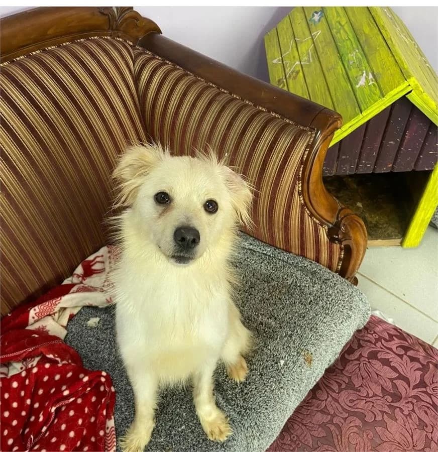 Şeker, Mixed Breed (Yedikule Hayvan Barinagi)