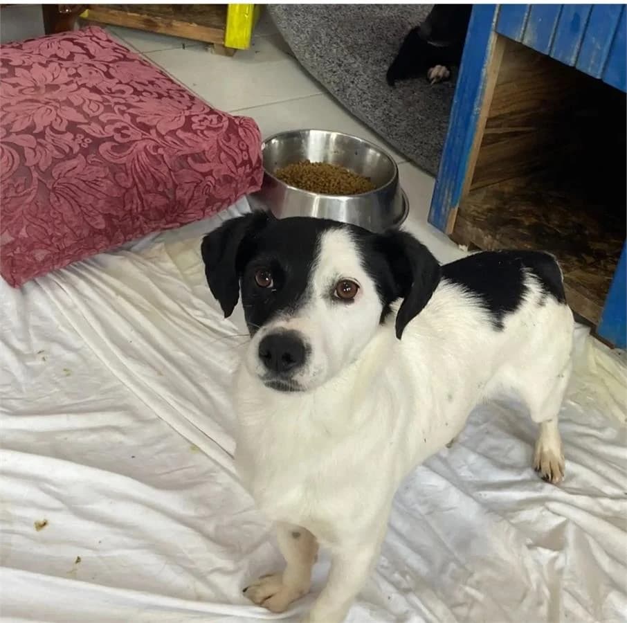 Panda, Mixed Breed (Yedikule Hayvan Barinagi)