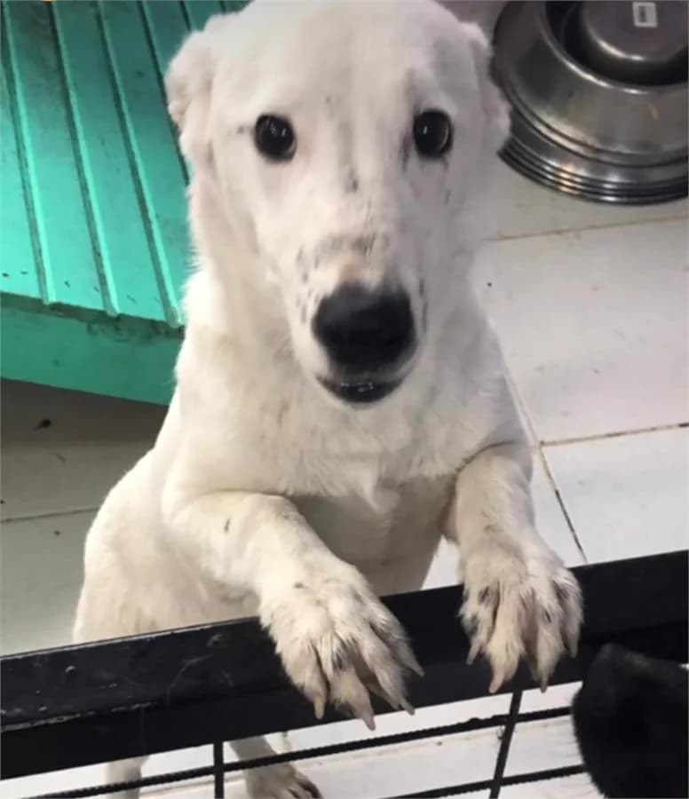 Beyaz, Mixed Breed (Yedikule Hayvan Barinagi)