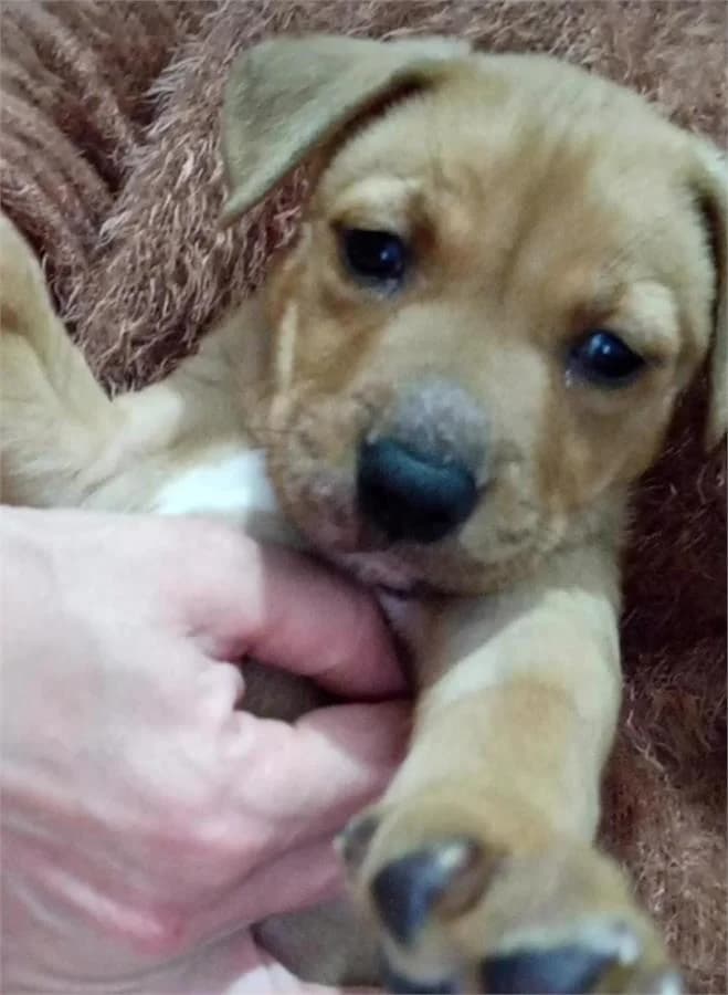 Mercan, Mixed Breed (Yedikule Hayvan Barinagi)