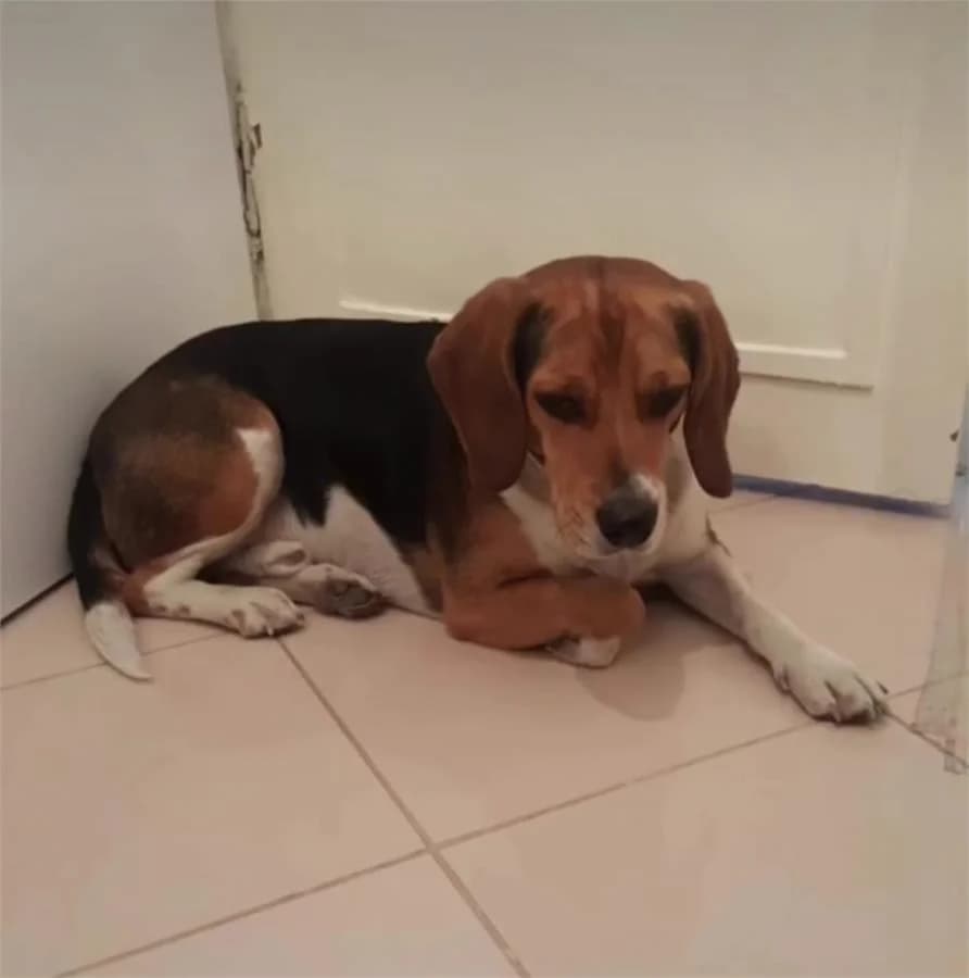 Mösyo, Mixed Breed (Yedikule Hayvan Barinagi)