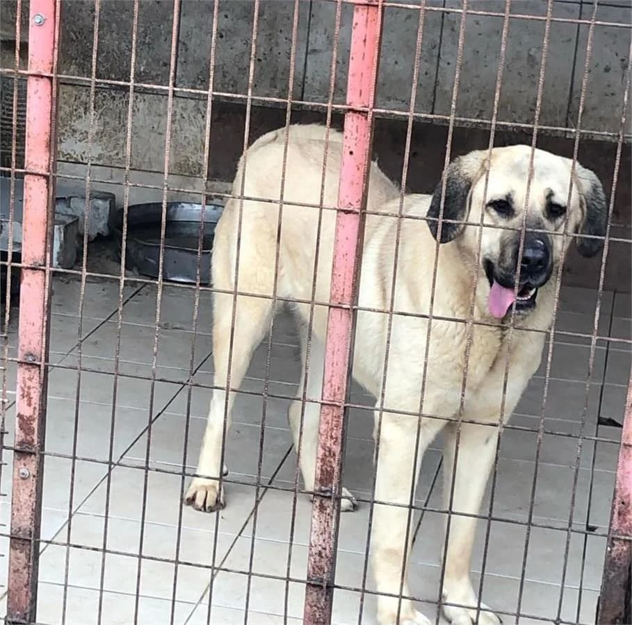 Sultan, Mixed Breed (Yedikule Hayvan Barinagi)