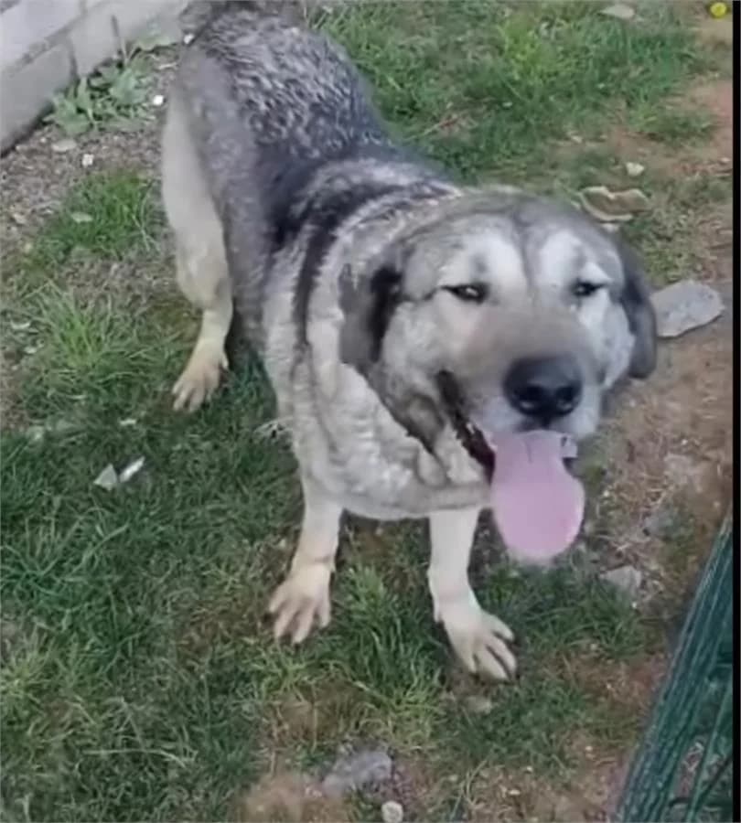 Asıl, Mixed Breed (Yedikule Hayvan Barinagi)