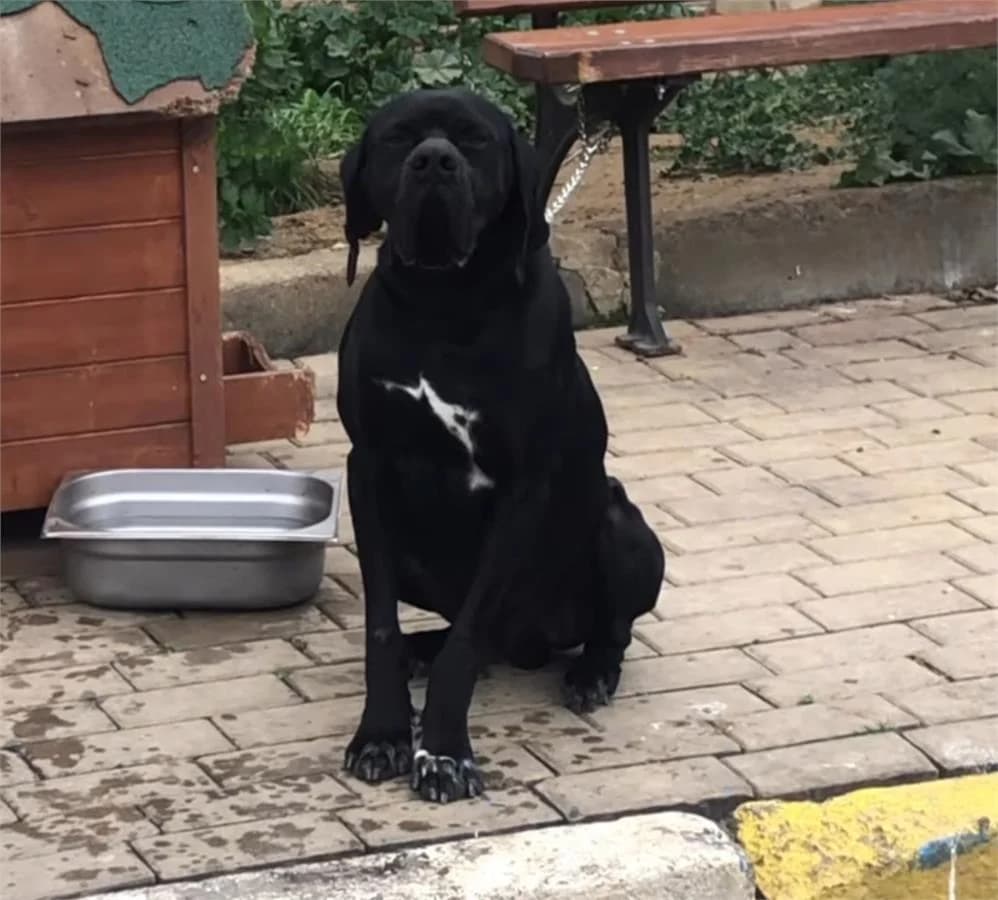 Karam, Mixed Breed (Yedikule Hayvan Barinagi)