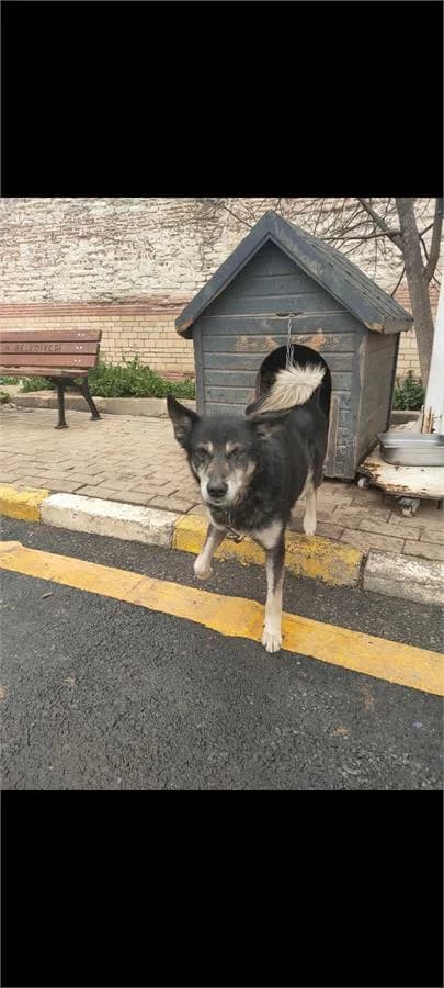 Hades, Mixed Breed (Yedikule Hayvan Barinagi)