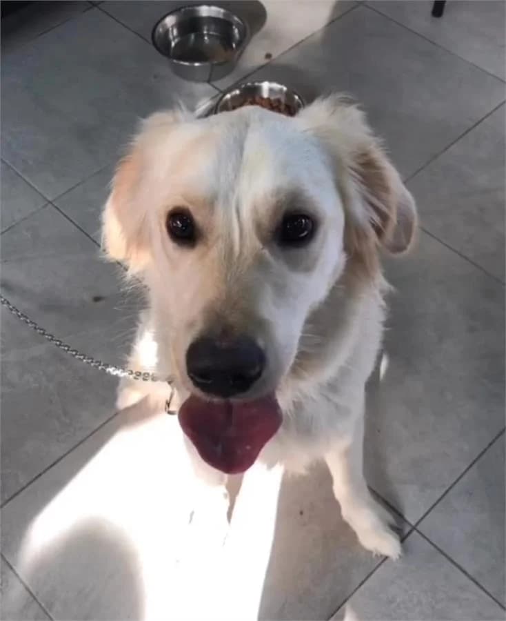 Gold, Mixed Breed (Yedikule Hayvan Barinagi)