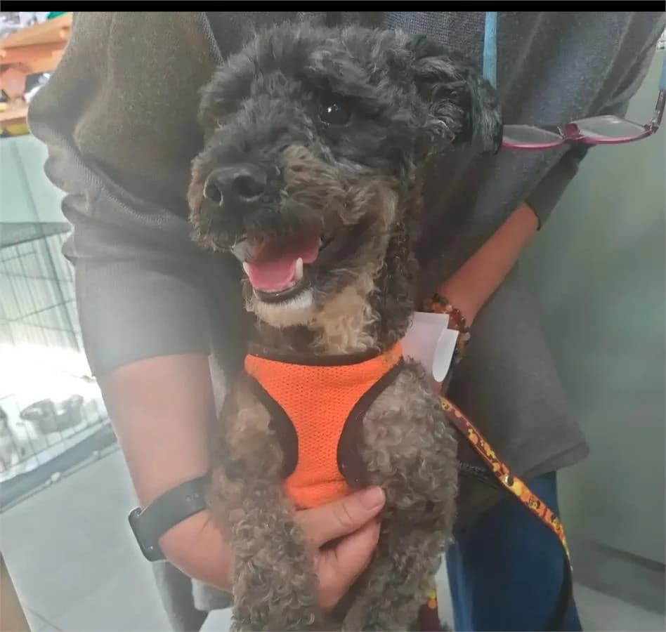 Üzüm, Mixed Breed (Yedikule Hayvan Barinagi)