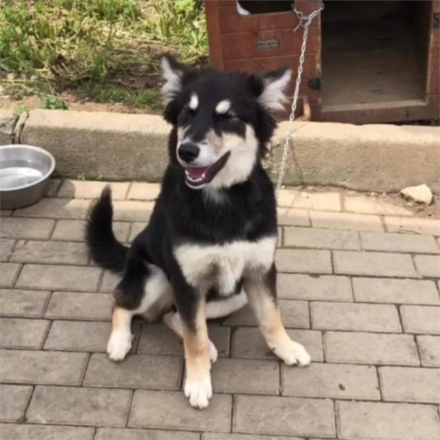 Şiva, Mixed Breed (Yedikule Hayvan Barinagi)