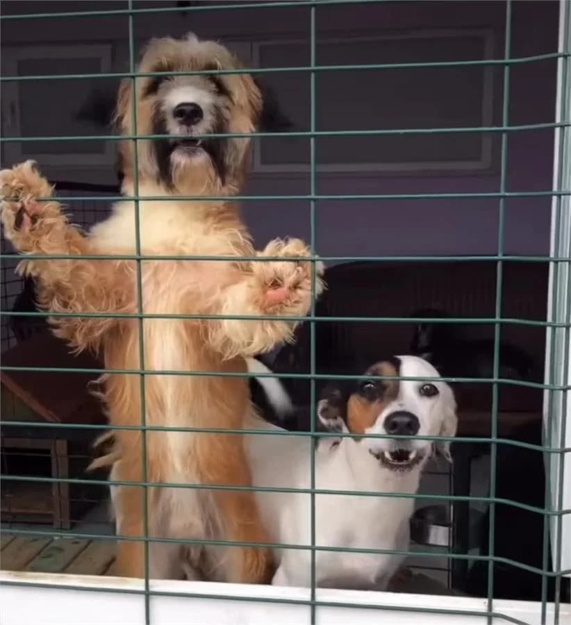 Max Ve Jack, Mixed Breed (Yedikule Hayvan Barinagi)