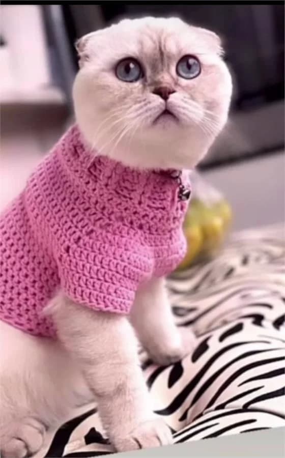 Moni, Mixed Breed (Yedikule Hayvan Barinagi)