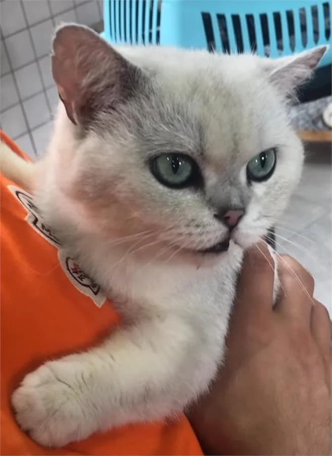 Nazlı, Mixed Breed (Yedikule Hayvan Barinagi)
